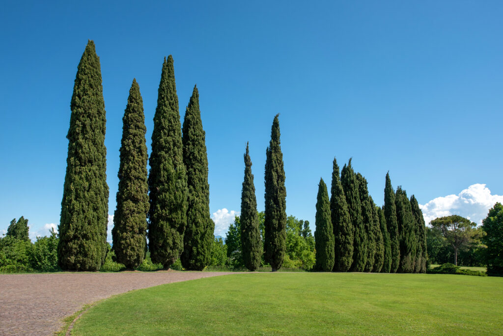 well maintained trees lining a manicured lawn sidewalk