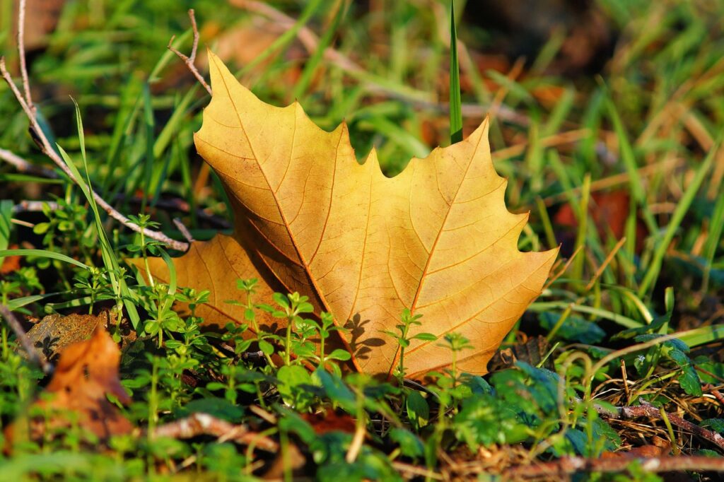 fall leaves